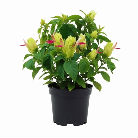 Yellow Pink Shrimp Live Plant, Live Shrimp Shrubs Plant, Fragrant Blooms, 4 to 6 Inches Starter Plant for Indoor Outdoor Planting