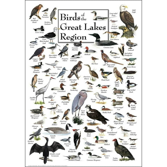 Birds of the Great Lakes, a 550-piece Puzzle by Heritage Puzzles