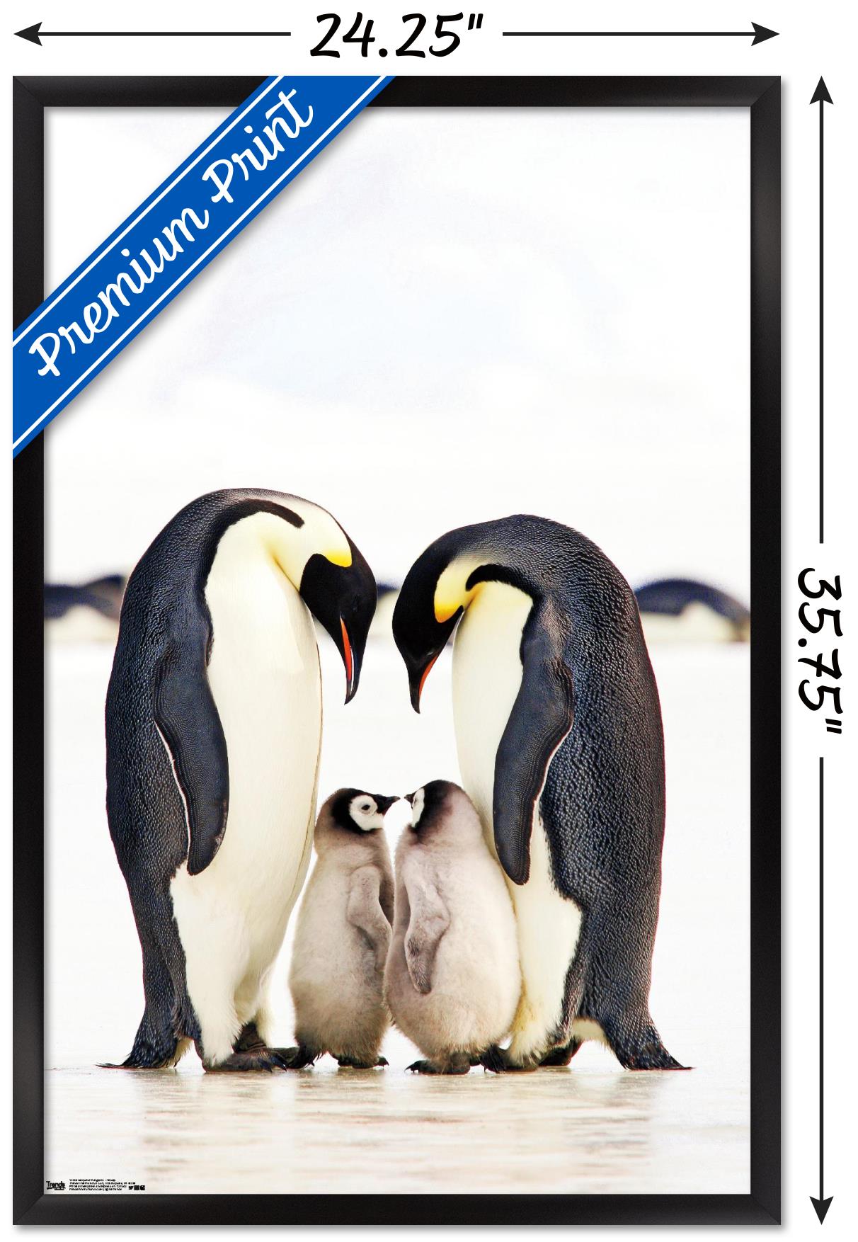A Group Of Emperor Penguins Wall Poster, 22.375" x 34", Framed
