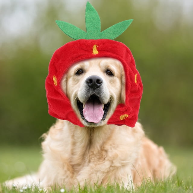 Chapeau de Fraise pour Chat, Costume Ajustable Léger et Mignon pour Action de Grâce