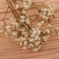 thumbnail image 2 of Real Millions of Stars Pressed Dried Flowers DIY Decorations White, 2 of 8