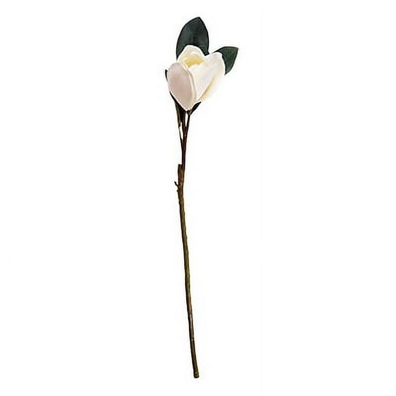 Magnolia Stem