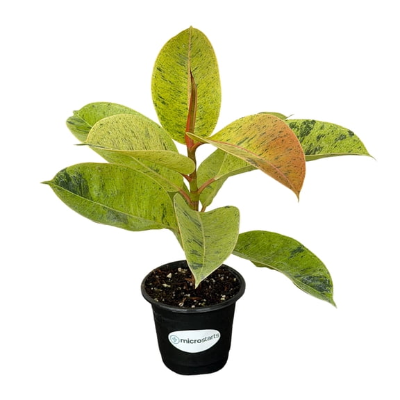 MicroStarts Live Shivereana Moonshine Rubber Plant - 1 Ficus Plant in 4 inch pot