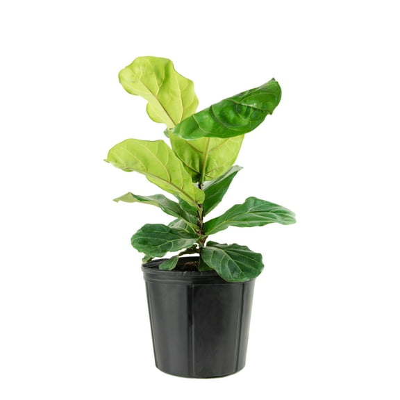 10 in Fiddle Leaf Fig Live Houseplant with Bright Indirect Sunlight 1-Piece