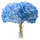 thumbnail image 1 of Azul Claro Cabezas de Flores de Seda de Hortensia Paquete de 20 Flores de Hortensia Completas Artificiales con Tallos para Boda, 1 of 10