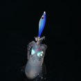 thumbnail image 1 of 2 uds. 7cm 4g señuelos de pesca con anzuelo de cebo de camarón de madera Artificial luminosa (azul) JShteea Para Estrenar, 1 of 8