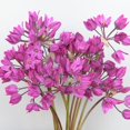 thumbnail image 4 of Ostrowskianum Allium Flower Bulbs Jumbo Pack - 100 Bulbs per Pack - Attracts Butterflies and Hummingbirds - Deer Resistant - Good as Cut Flowers - Perennializing - Easy to Grow Live Plants, 4 of 7
