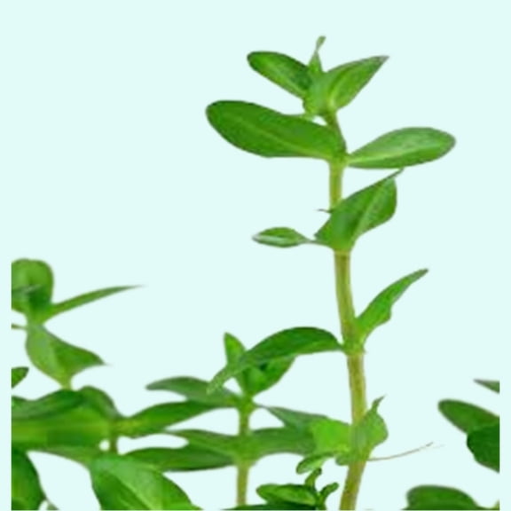 Bacopa Caroliniana Size: Bunch 3-5 Stems Live Aquarium Plants BUY 2 GET 1 FREE