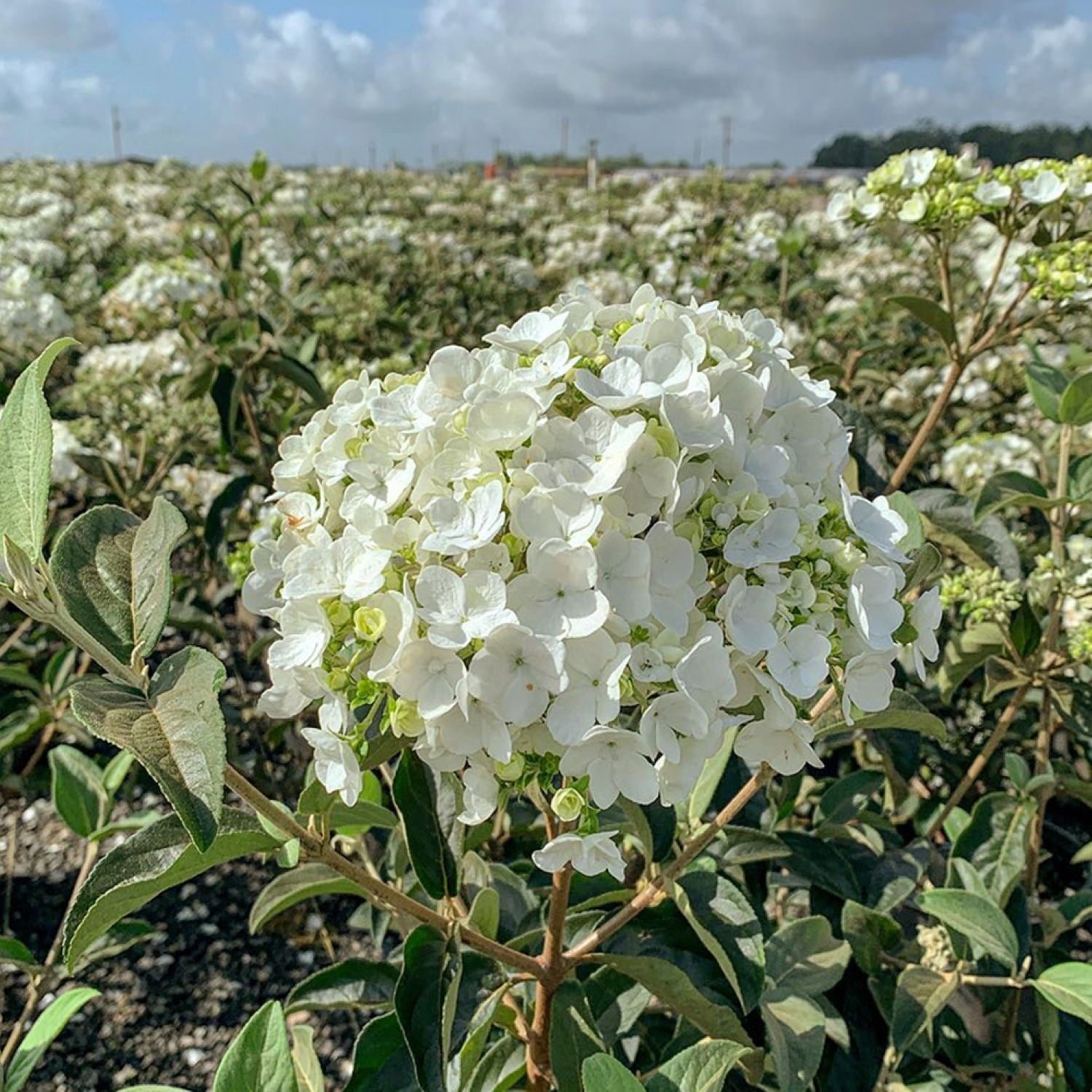 2.5 Qt. Chinese Snowball Viburnum - Deciduous Shrub with Large White Hydrangea -like Blooms