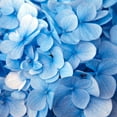thumbnail image 2 of PhotoINC Studio 26x26 Gold Ornate Wood Framed with Double Matting Museum Art Print Titled - Blue Flowers, 2 of 4