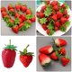 thumbnail image 2 of KAKOWELY 12 piezas de decoraciones de fresas artificiales, modelos de fresas, adornos de frutas falsas, decoraciones fotográficas, 2 of 5