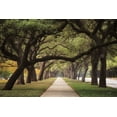 thumbnail image 2 of Podt, Martin 18x13 Black Ornate Wood Framed with Double Matting Museum Art Print Titled - Alley of Live Oaks, 2 of 4