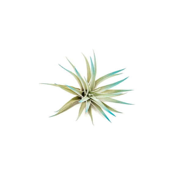 Teal Blue Colorful Tillandsia Air Plants - Long Lasting Color Enhanced Live Tillandsia Succulent House Plants - Home and Garden Decor - Easy Care Indoor and Outdoor (Harrisii, Single)