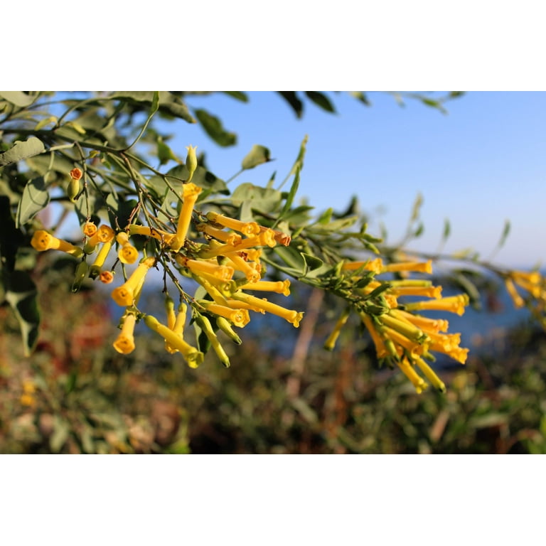 shrub tobacco 250 TREE TOBACCO Nicotiana Glauca Yellow Trumpet Flower Herb Shrub Seeds