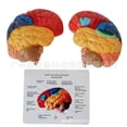thumbnail image 1 of Modèle Anatomique Humain Naturel Grand Cerveau Pituitaire points de Couleur Fonction de Démonstration Cerveau Cervelet Cerveau, 1 of 5