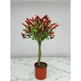 thumbnail image 5 of Tropical Plants of Florida 44" to 48" Braided Shrimp Tree; Red Flowers, Full Sunlight, Growers Pot, 5 of 5
