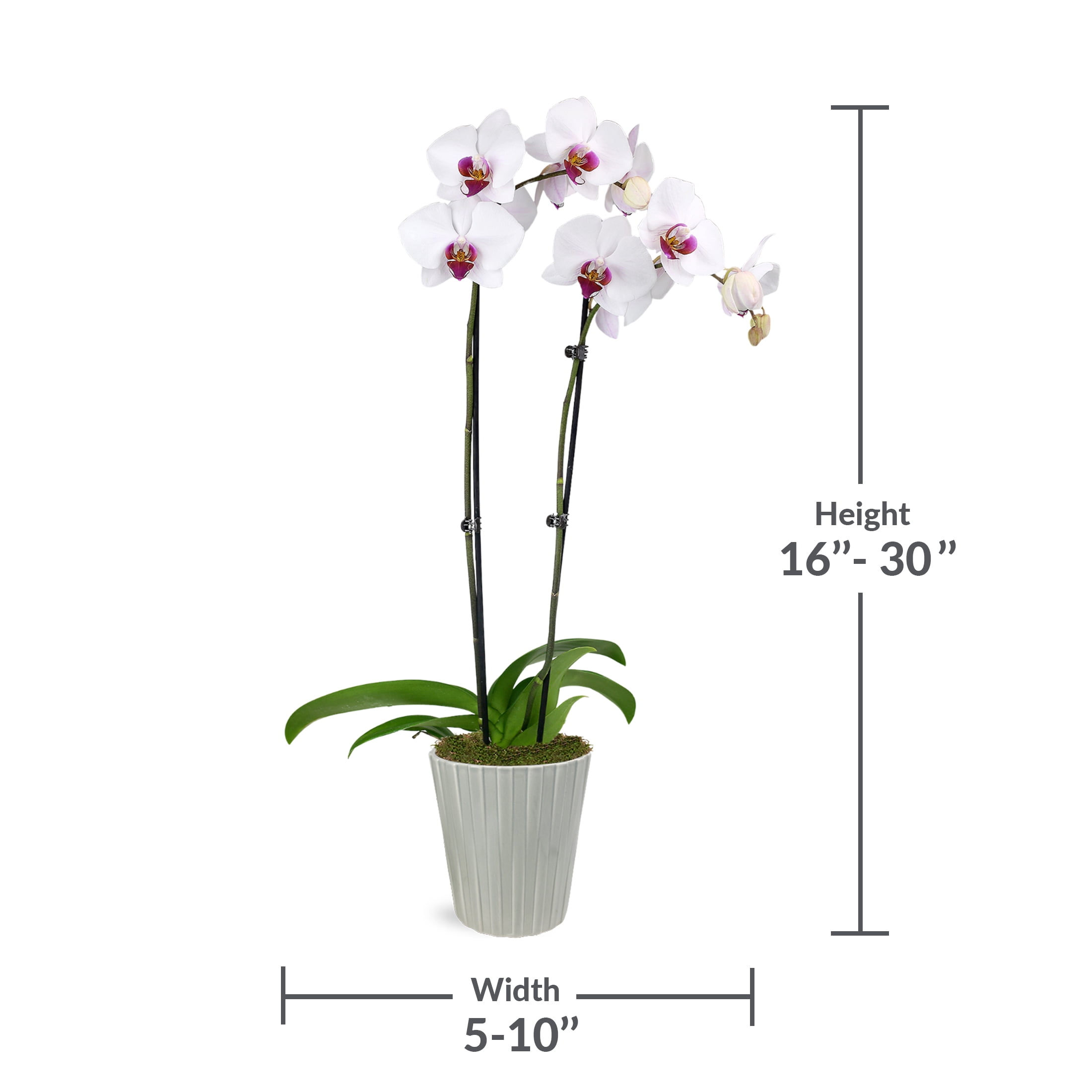 Just Add Ice 16-30" White and Purple Premium Orchid Live Plant in 5" Grey Ceramic Pot, House Plant