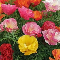 California Poppy Mission Bell Seeds - 100 Seeds. Vibrant Wildflower Seeds for Gardens & Landscapes - Vibrant and Easy-to-Grow Garden Blooms