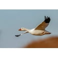 thumbnail image 2 of Jones, Adam 18x13 Gold Ornate Wood Framed with Double Matting Museum Art Print Titled - Snow geese flying Bosque del Apache National Wildlife Refuge-New Mexico, 2 of 4