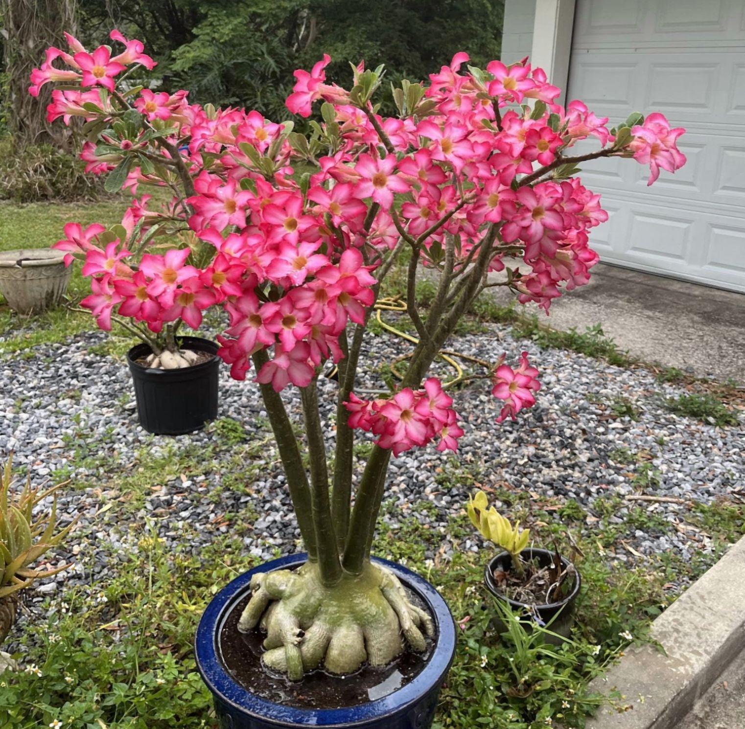 Pink Desert Rose Live Plant, Blooming Adenium Succulent for Indoor Outdoor Growing, 4–6 Inch Tall