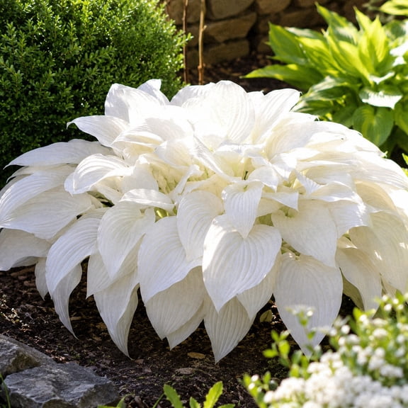`Hosta Flower Bulbs,Perennial Easy‑Grow, Suitable for Garden Beds, Borders, Pots and Planters`
