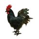 thumbnail image 5 of Modelo de simulación de gallo, figura de gallo falso, accesorio para fotografía al aire libre Negro, 5 of 9