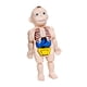 thumbnail image 4 of Modelo de cuerpo humano para niños Cuerpo humano 3D, modelo de torso, material didáctico con órganos y extremidades, modelo de enseñanza para, 4 of 9