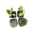thumbnail image 4 of K-Cliffs Artificial Mini Succulent 3" to 5"  Cactus in White Ceramic Cube  Pot 4pcs Set,Ball Cactus - 2.25 W X 3.25 H X 2.25 D;  Fairy Castle Cactus - 2.25 W X 5 H X 2.25 D; Prickly Pear Cactus - 2.2, 4 of 7