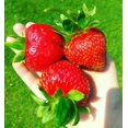 thumbnail image 3 of HJADGG Fraise Fresca Fruits Rouges Persistants pour la Plantation Non OGM, 3 of 8