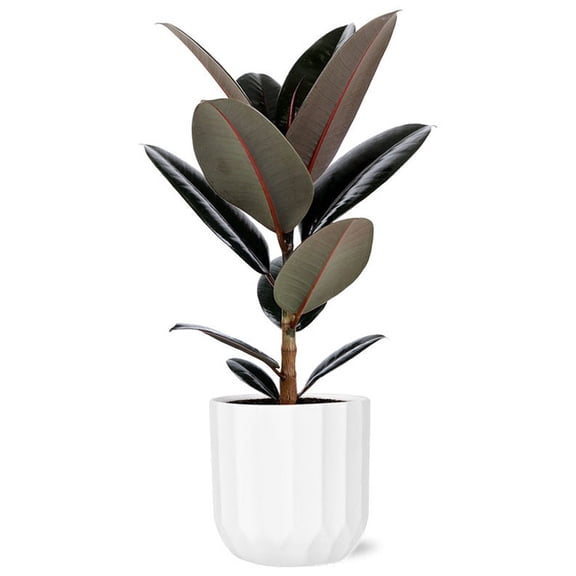 From You Flowers - Ficus Elastica Burgundy Plant for Birthday, Anniversary, Get Well, Congratulations, Thank You, All Occasions