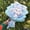 Blue, variant on My Melody Kuromi Plush Bouquet Stuffed Cinnamoroll Plush Dolls Christmas Day Birthday Gift