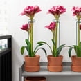 thumbnail image 4 of Bewildely Gran oferta, hermoso soporte para plantas, soporte para flores, anillo de soporte para plantas de Metal, estacas, soporte para bonsái, Jardín y Patio 45CM, 4 of 6