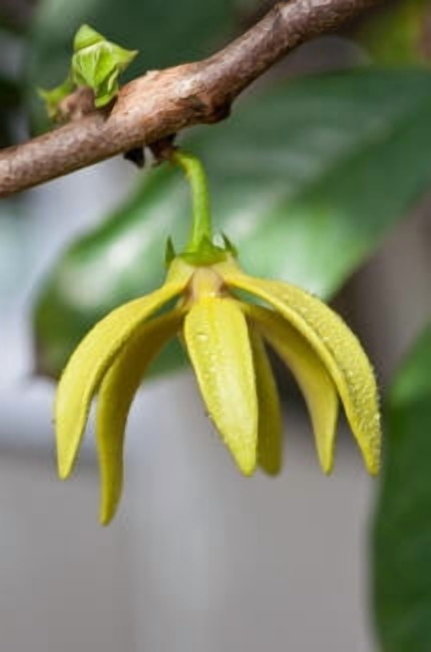 Ylang Ylang I Essential Oil 10 ml (1/3 fl oz) - 100% Pure and Natural by Silky Scents