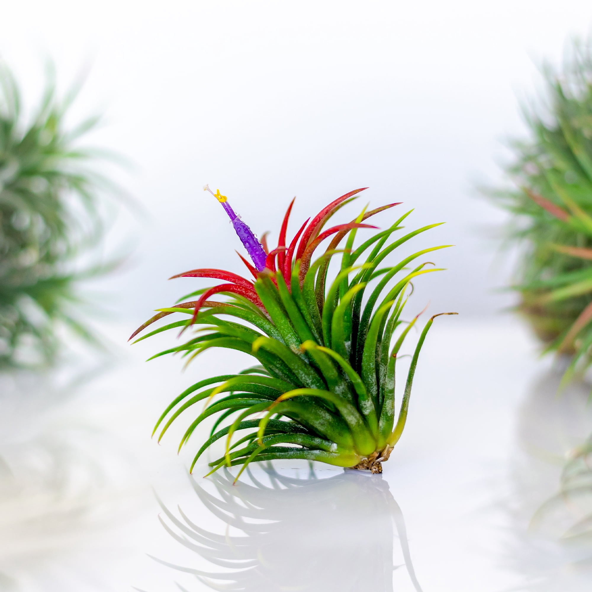 Altman Plants 4" Tillandsia Live Air Plants (6 Pack)