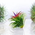 thumbnail image 5 of Altman Plants 4" Tillandsia Live Air Plants (10 Pack), 5 of 14