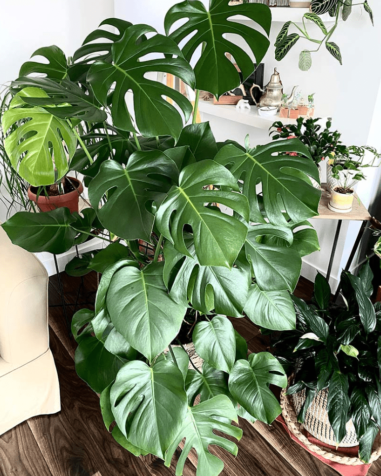 Monstera Deliciosa Live Plant, Live Monstera Plant, Monstera Live Plant, Live Monstera Plant Indoor, Philodendron Monstera Tree 4 to 6 Inch Tall