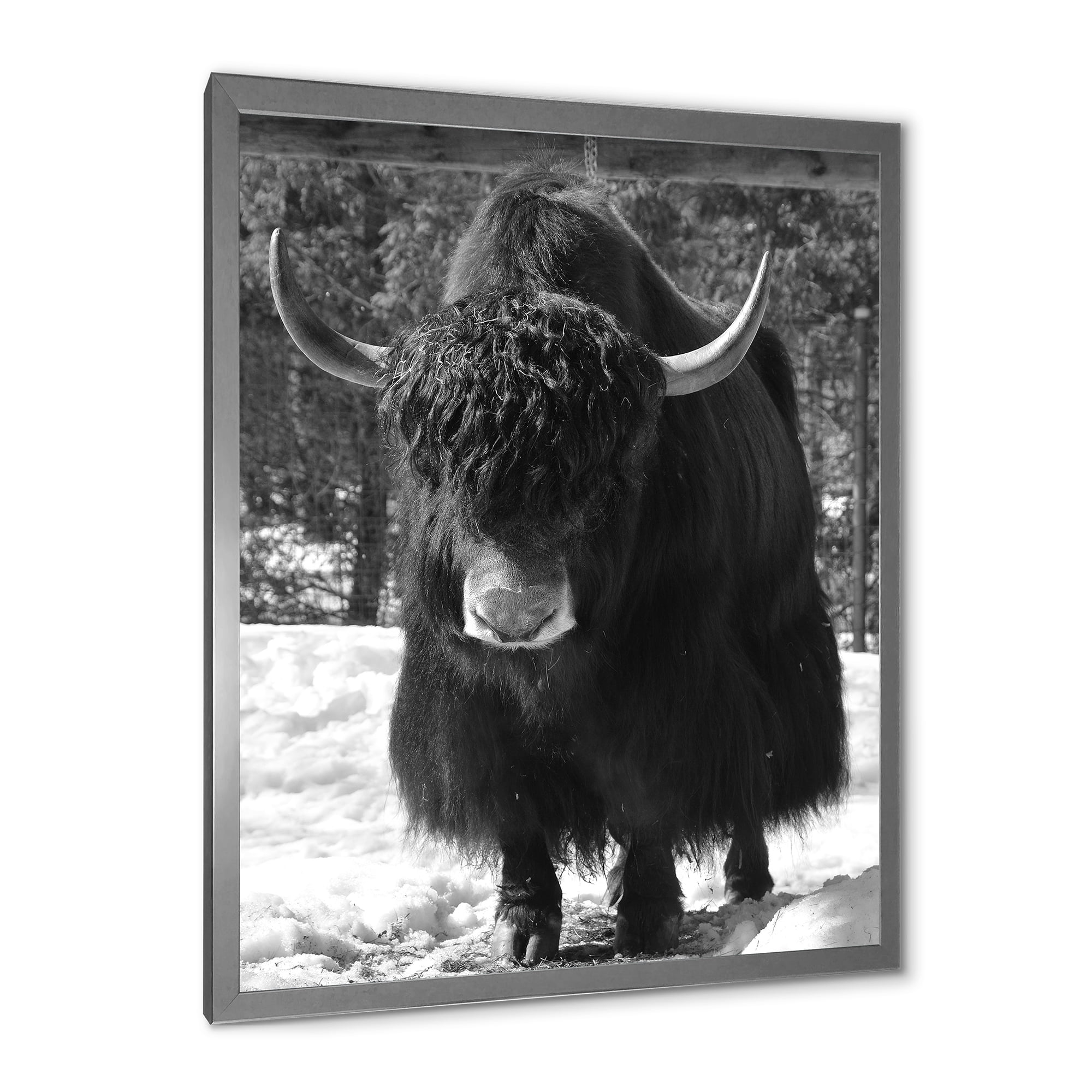Designart 'Portrait Of Monochrome Wild Bull In Winter Forest I' Farmhouse Framed Art Print
