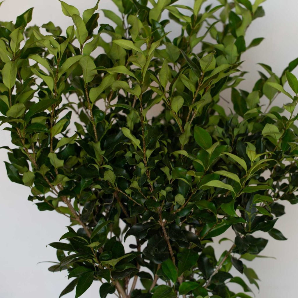 Expert Gardener Wavy Leaf Ligustrum Recurvifolium (2.5 Gallon) Evergreen Privet Shrub - Full Sun Live Outdoor Plant