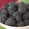 thumbnail image 2 of Direct Gardening Triple Crown Blackberry Bush Potted Fruit Bearing Starter Plant Grown in a 4 Inch Pot, 1 Per Offer, 2 of 6