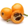 thumbnail image 4 of Loquat Fruit Tree Seeds for Planting, 3 Seeds Per Packet Non GMO & Heirloom Seeds, Botanical Name Eriobotrya Japonica, Great Gift, 4 of 8