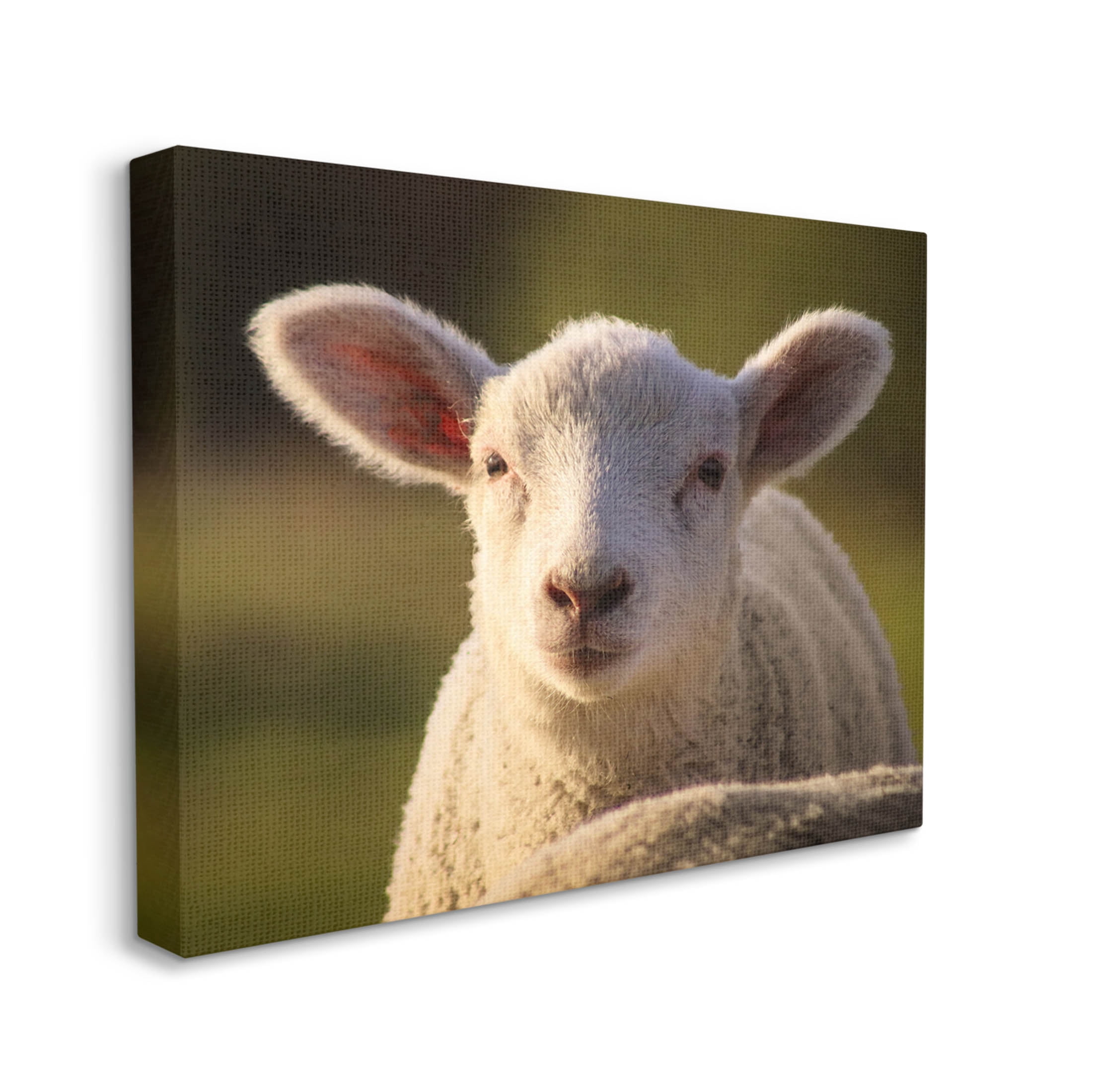 Stupell Industries Gazing Farm Sheep Photograph Photograph Gallery Wrapped Canvas Print Wall Art, Design by Daphne Polselli