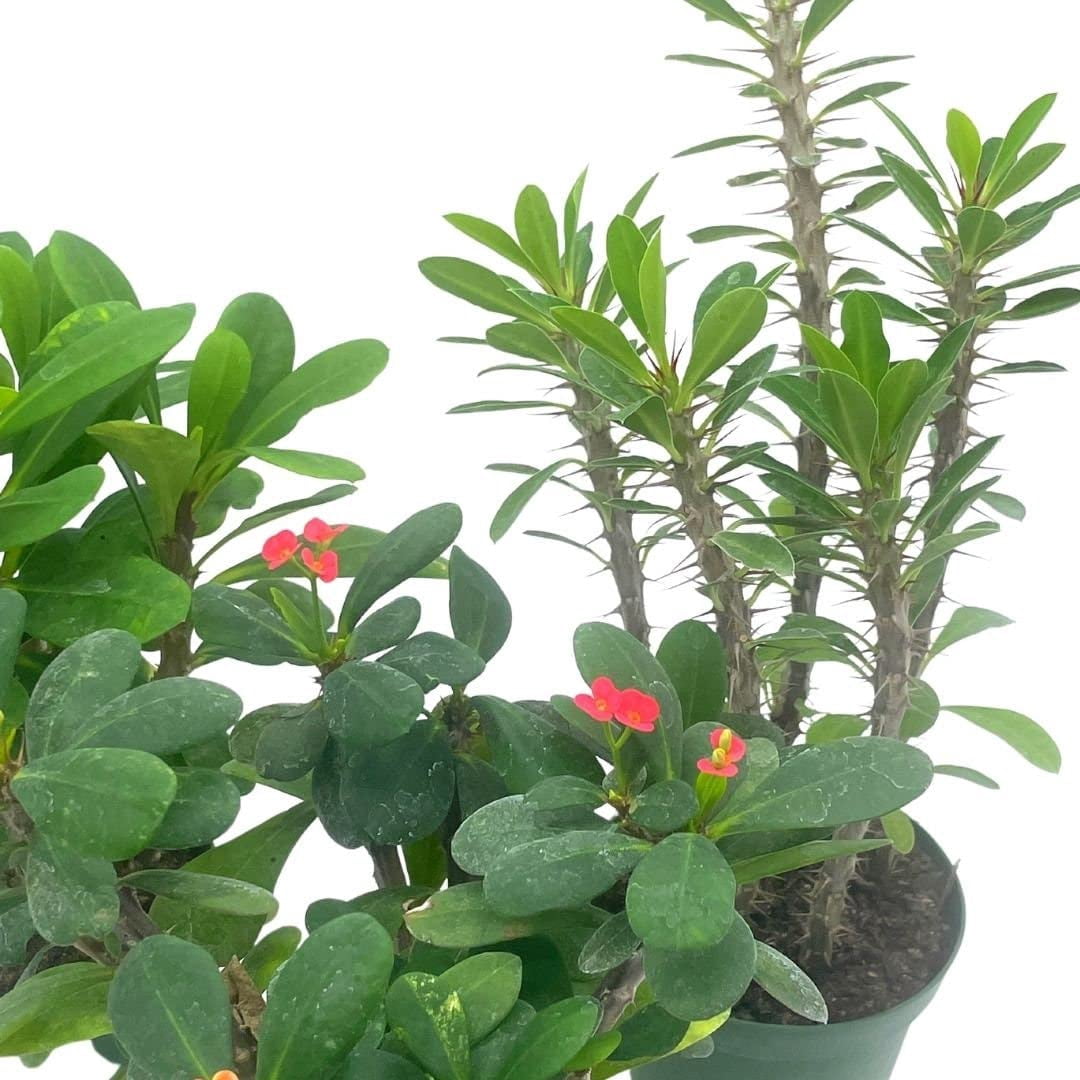 Crown of Thorns, Euphorbia milii Assortment, Set of 3 in 4 inch pots, Crown-of-Thorns Plant, Christ Thorn