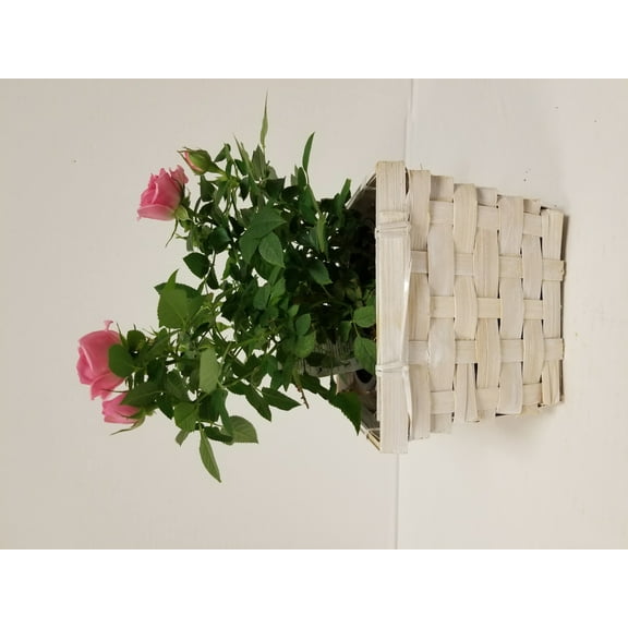 Live 4" Mini Pink Rose Bush in 4" Square White Wicker Gift Pot - 4 Inch Indoor Plant