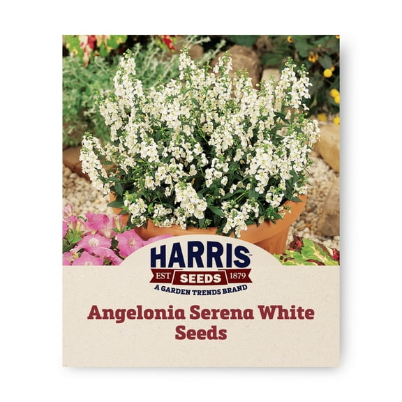 Harris Seeds 386365 Angelonia Serena White F1 Plant Seeds