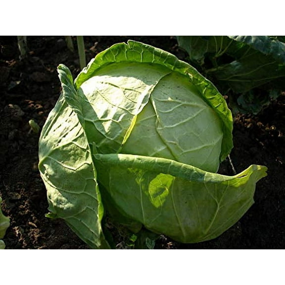 Cabbage Charleston Wakefield Garden Heirloom Vegetable By Seed Kingdom 20,000 Seeds