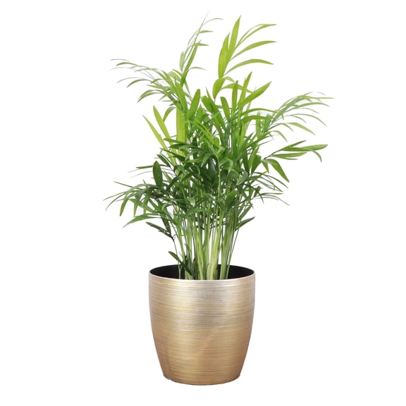 Live Parlor Palm Plant - Neantha Bella Palm - Pet Safe - Low Light - 4" Decorative Pot