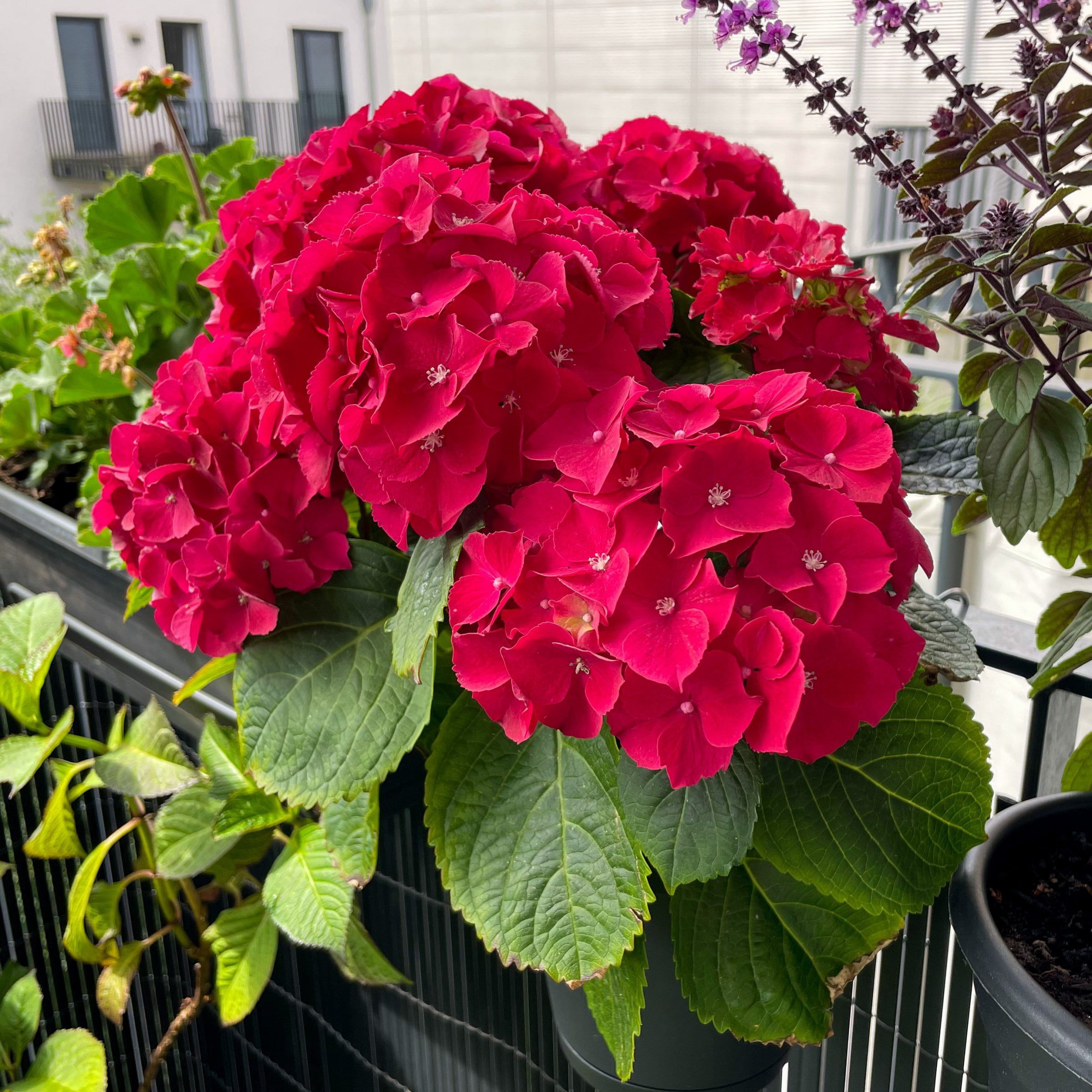 National Plant Network 1 gal Hydrangea 'Red Beauty' Live Perennial Shrub with Part Shade