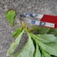 thumbnail image 4 of 2 Piezas Garden Bandit Hand Loop Weeder Tool para Accesorios de CéSped Patio Vegetal Acceso de Limpieza PortáTil, 4 of 10