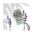 thumbnail image 3 of Mascarilla Facial Hidratante Con Lavanda Tony Moly 21 gr, 3 of 3