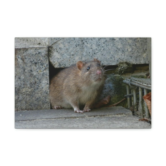 Majestic Rat Art Majestic Rat Print Animal Wall Art Wildlife Canvas Prints Wall Art Ready to Hang Unframed